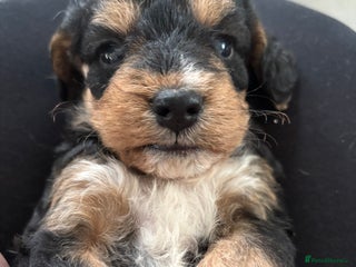 Mixed Breed dogs - Advert 2