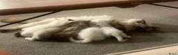 Ragdoll cats for sale: ❤️Beautiful Ragdoll Kittens❤️ in Brentwood - Advert 2