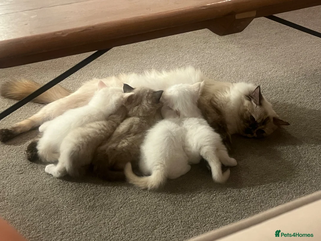 Ragdoll cats for sale: ❤️Beautiful Ragdoll Kittens❤️ in Brentwood - Advert 2