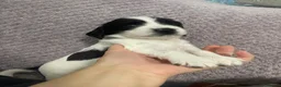 English Springer Spaniel dogs for sale: 4 weeks old🐶❤️AdorableSpringerSpanielPuppie 🐶❤️  - Advert 18