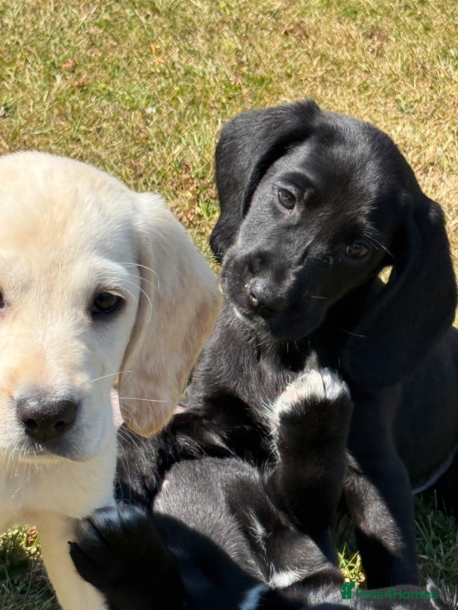 Cockerdor dogs Cockerdor puppies Labrador X Cocker Spaniel  - Advert 1