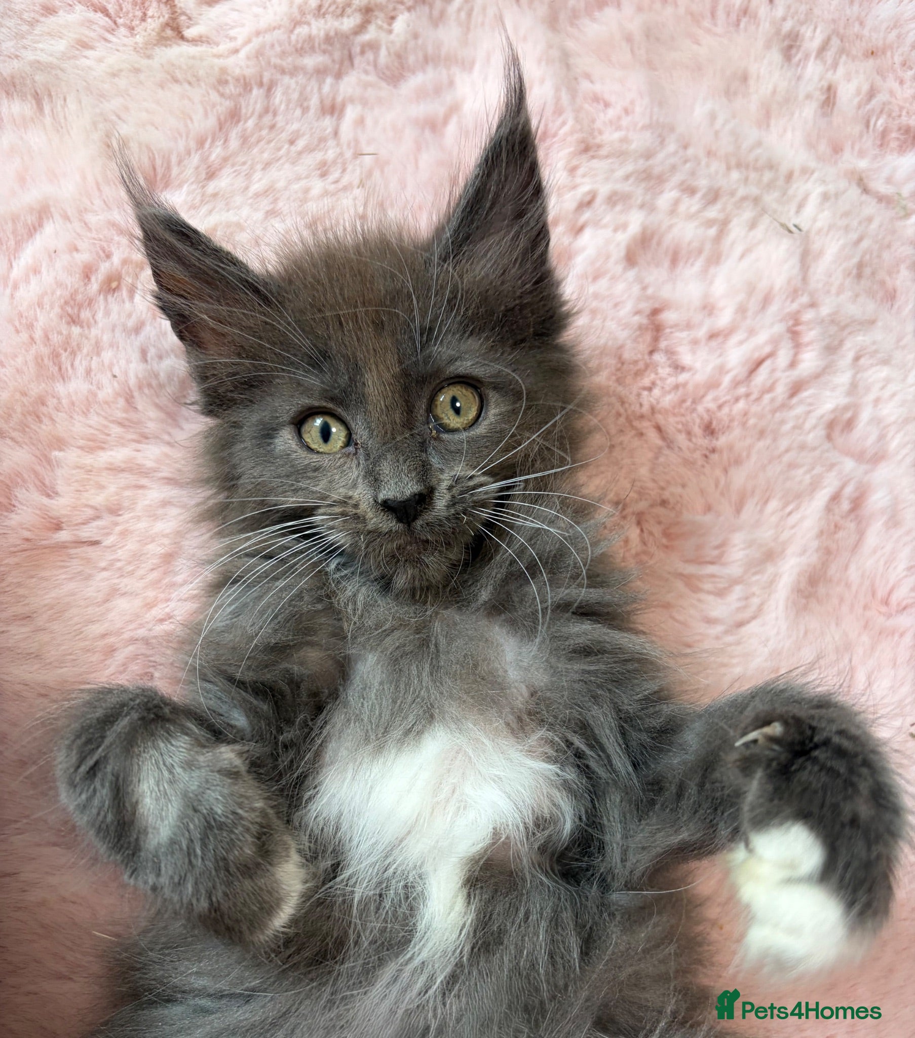 Maine Coon cats Gorgeous ChampionRussian line XL Mainecoon kittens - Advert 2