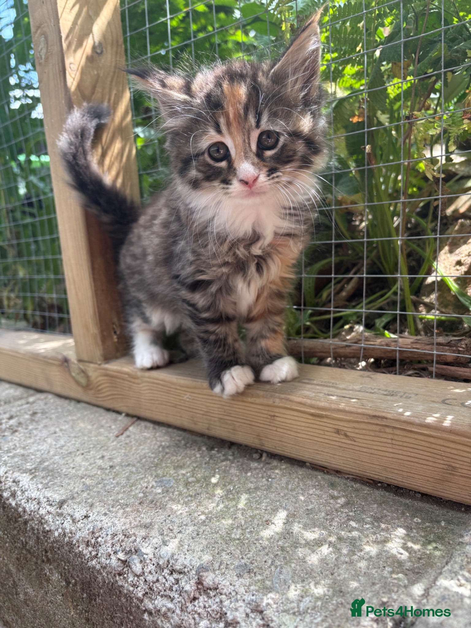 Maine Coon cats beautiful mainecoon cross girl  ready now  - Advert 16