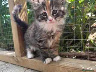 Maine Coon cats beautiful mainecoon cross girl ready now - Advert 8