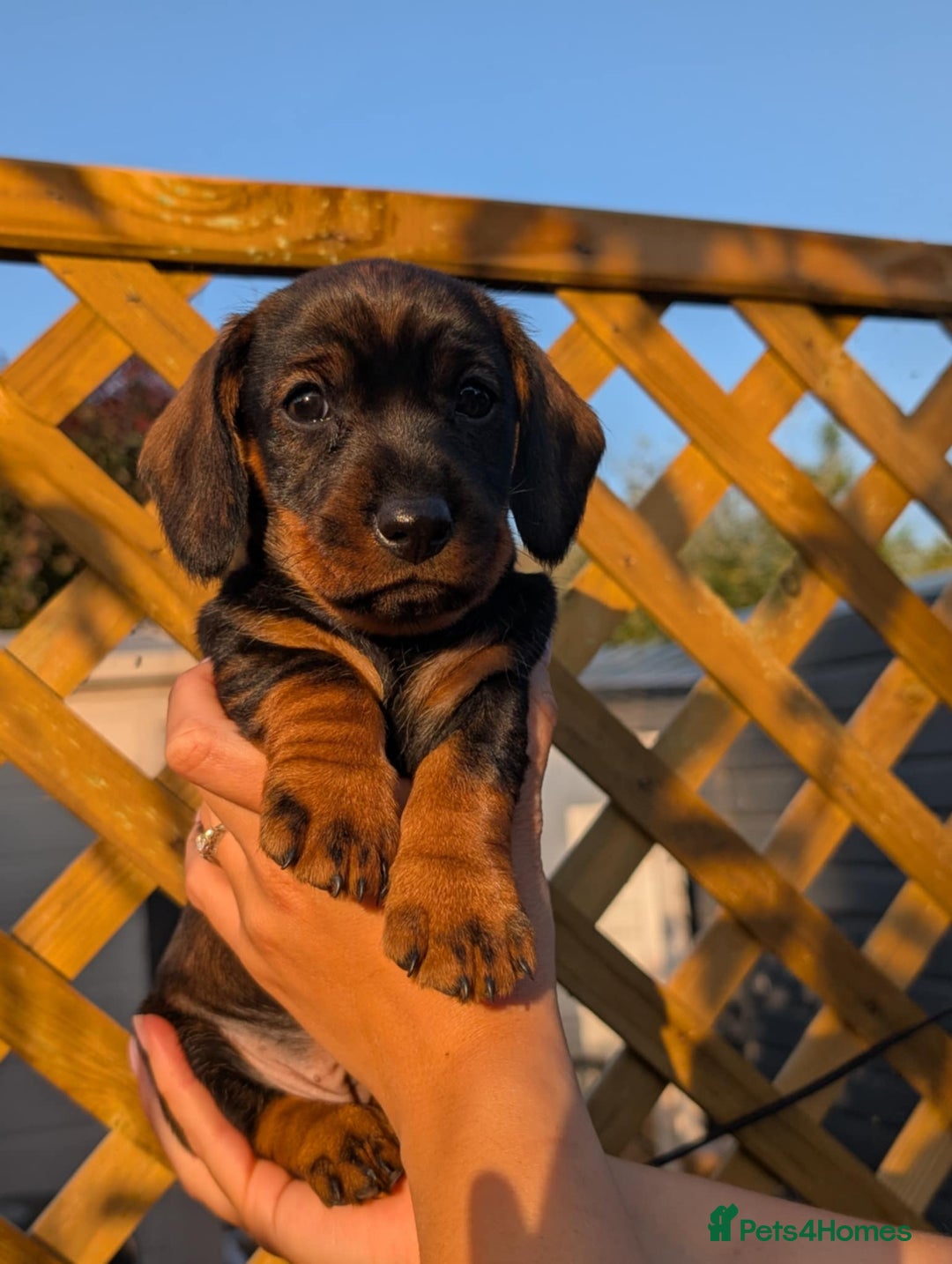 Dachshund dogs for sale: KC Register Standard Wirehaired Dachshund Puppies in Lincoln - Image 21