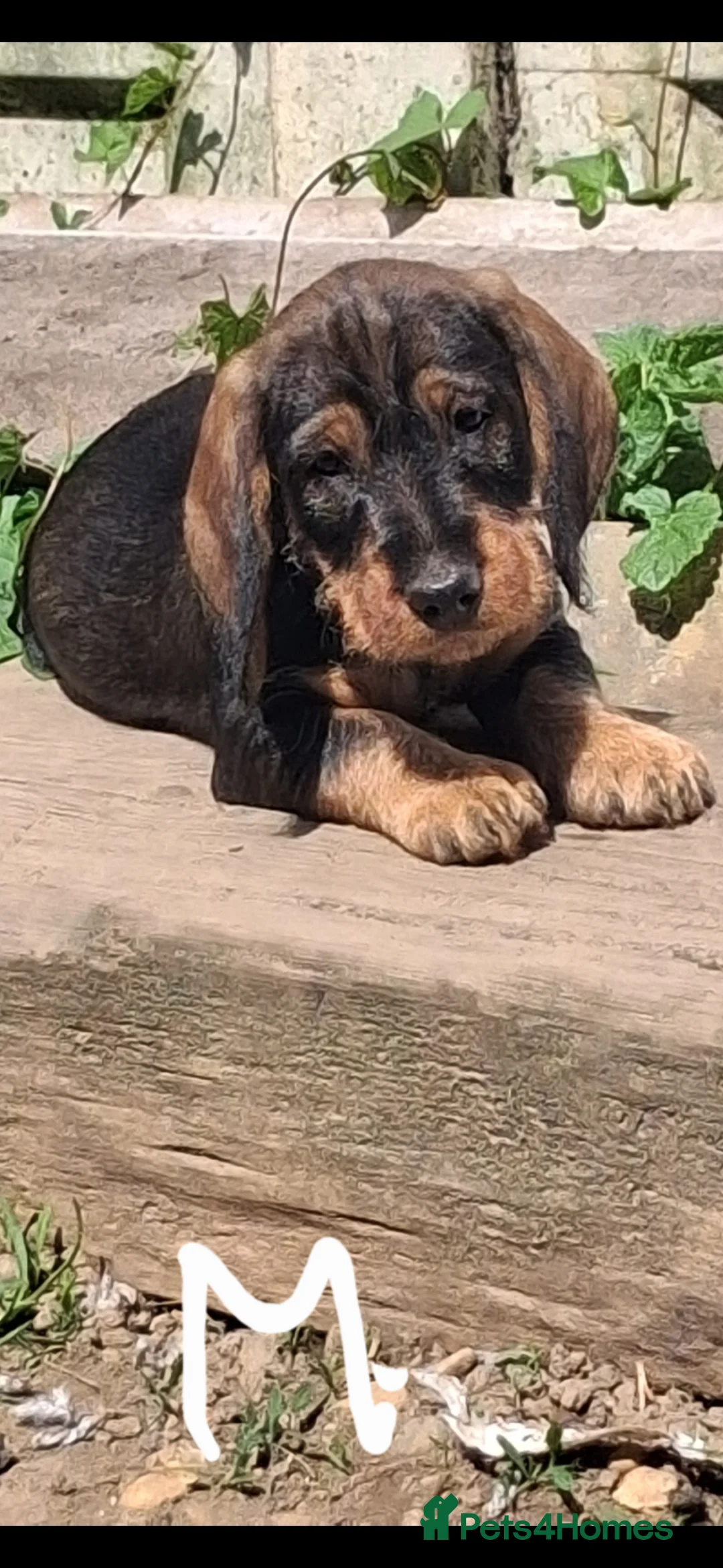 Dachshund dogs for sale: Standard Wirehaired Dachshund/Teckel Puppies - Advert 1