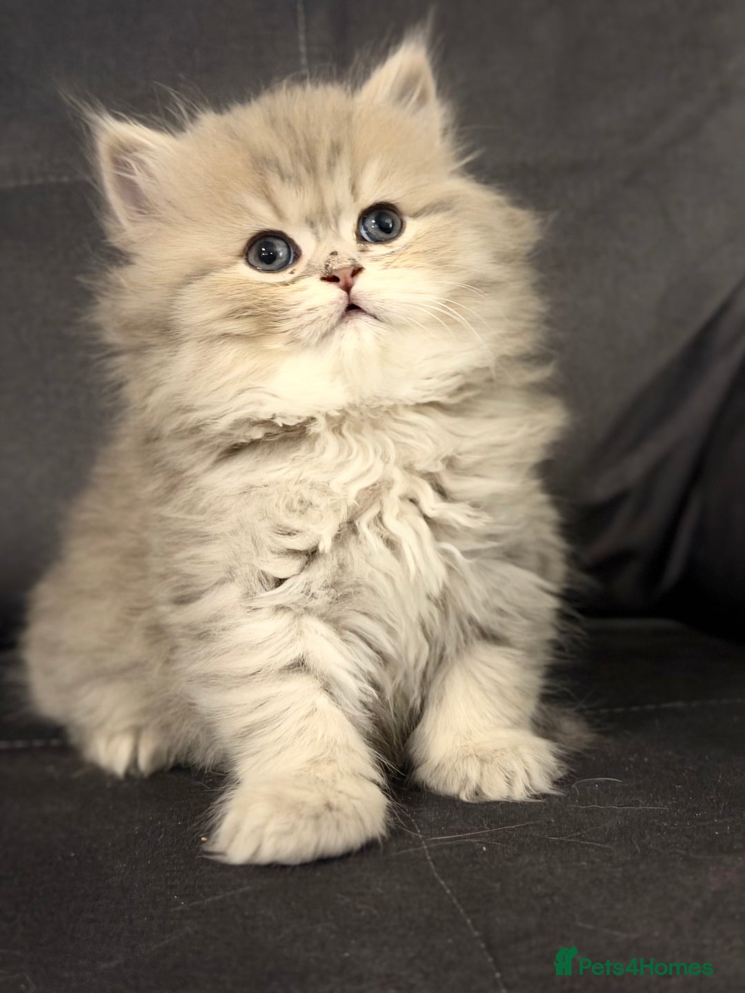 British Shorthair cats for sale: Adorable BSH/BLH kittens  - Advert 8