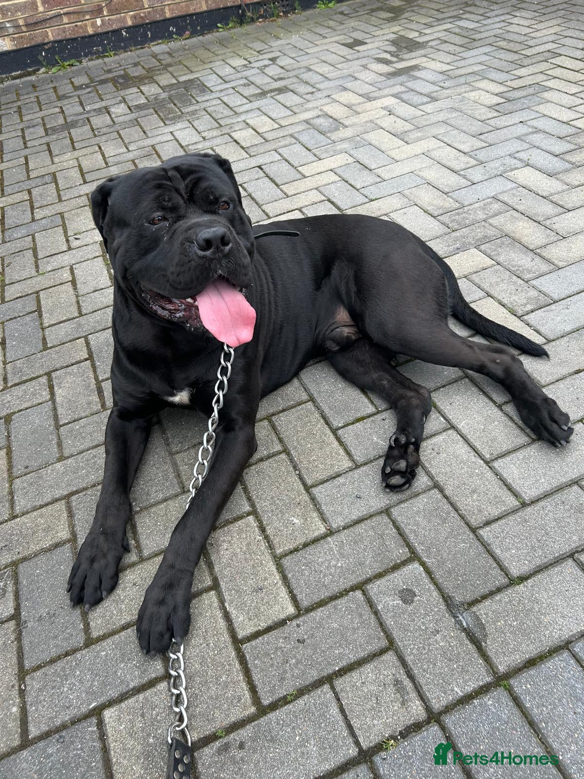 Cane Corso dogs FURY-JET BLACK CANE CORSO STUD   - Advert 2