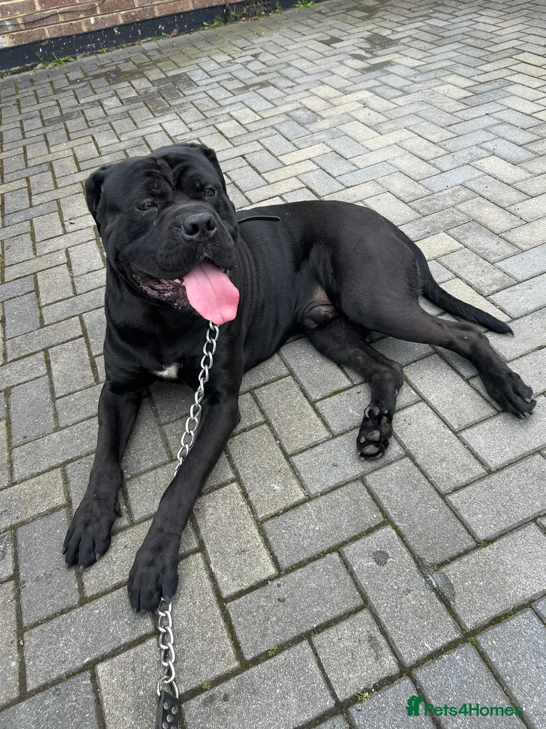 Cane Corso dogs for stud: FURY-JET BLACK CANE CORSO STUD   - Advert 1