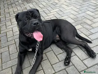 Cane Corso dogs FURY-JET BLACK CANE CORSO STUD - Advert 2