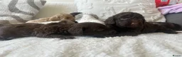 Cockapoo dogs for sale: ✨Beautiful toy cockapoo ✨ in Wrexham - Advert 12