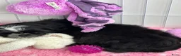 Shih Tzu dogs for sale: Ready now Shih Tzu puppy - Advert 7