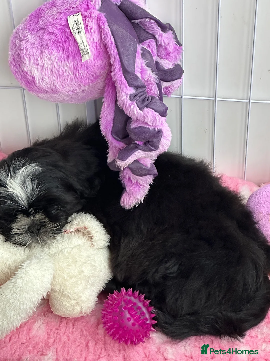 Shih Tzu dogs for sale: Ready now Shih Tzu puppy - Advert 7