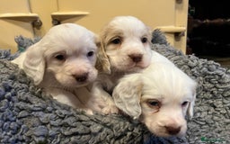 Clumber Spaniel dogs for sale: Beautiful Hybrid Clumber pups available  - Image 6