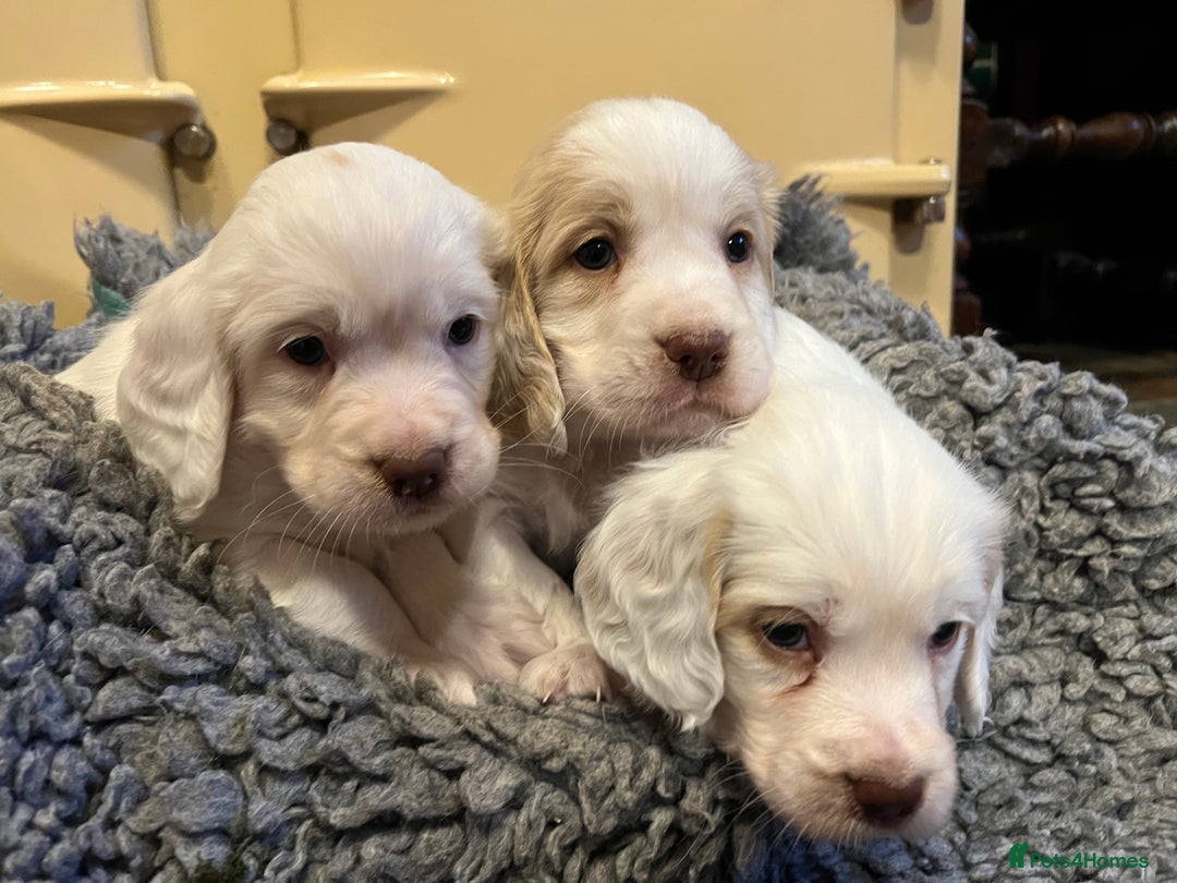 Clumber Spaniel dogs for sale: Beautiful Hybrid Clumber pups available  - Image 6