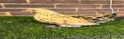 Chickens poultry for sale: Sablepoot Pullet Growers  - Advert 2