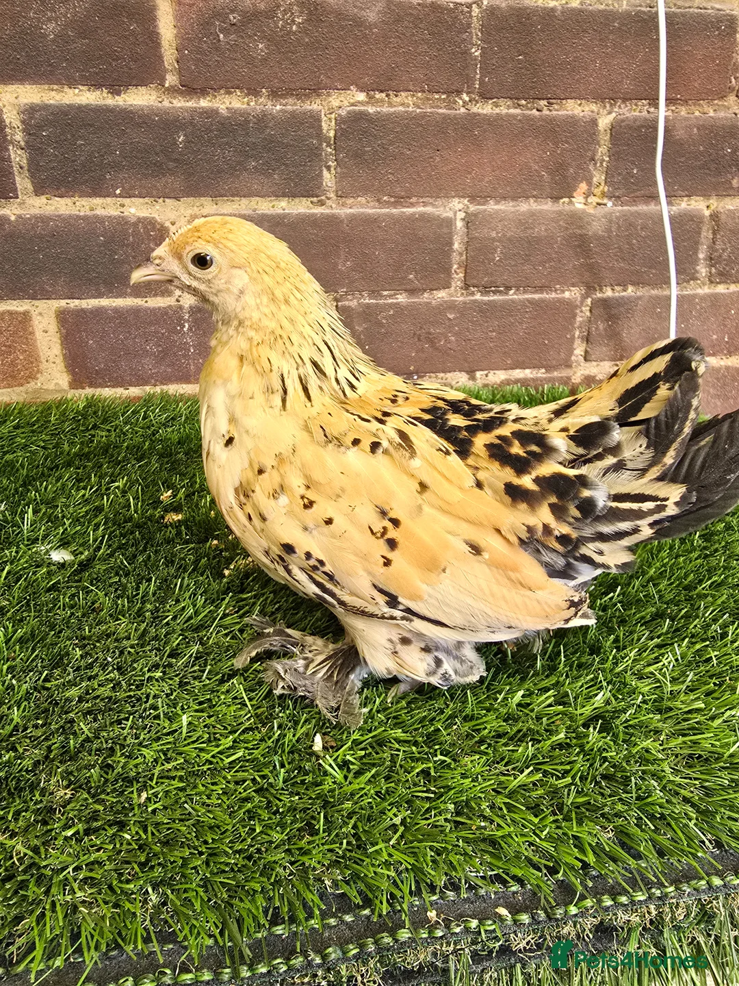 Chickens poultry for sale: Sablepoot Pullet Growers  - Advert 2