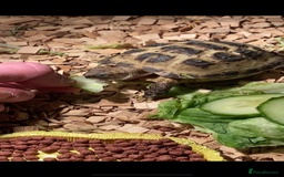 Tortoise reptiles for sale: Very Friendly Horsefield Tortoise - Image 2