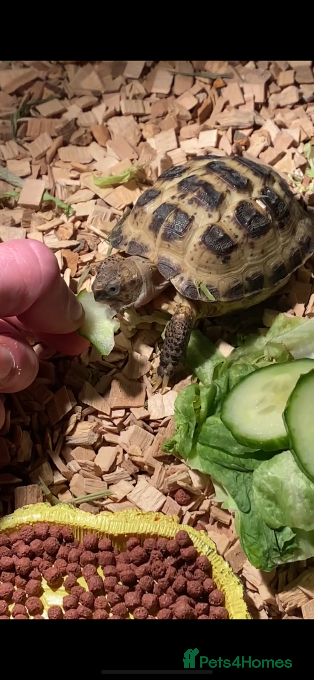 Tortoise reptiles for sale: Very Friendly Horsefield Tortoise - Image 2