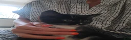 Ragdoll cats for sale: Two Gorgeous Female Kittens Looking for Their Home - Advert 12