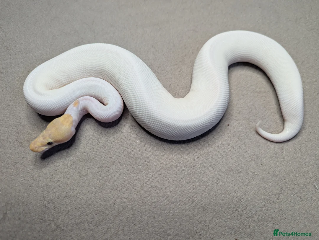 Python Snake reptiles for sale: 2025 Royal Python Hatchlings  - Advert 12