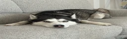 Siberian Husky dogs for stud: Siberian Husky for Stud in Prestonpans - Advert 5