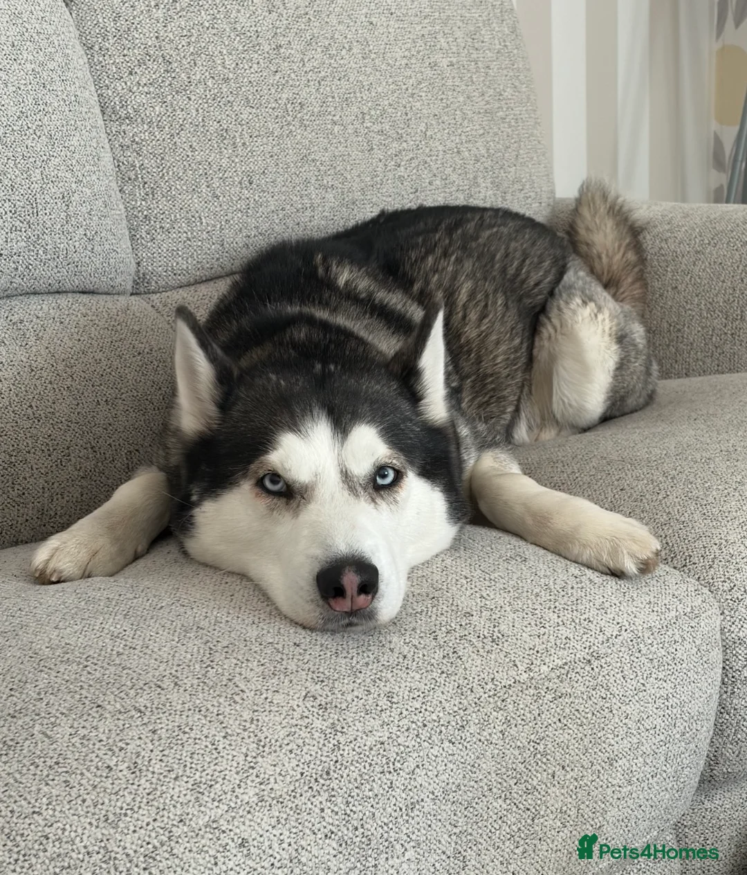 Siberian Husky dogs for stud: Siberian Husky for Stud in Prestonpans - Advert 5