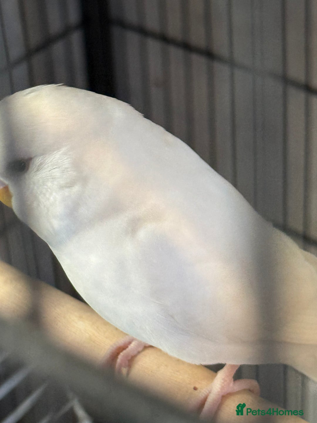 Budgerigars birds for sale: Hand Tamed Baby Budgies - Advert 6