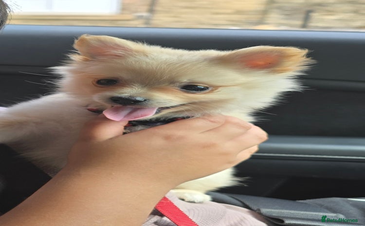 Pomeranian dogs - Advert 1