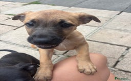 Lurcher dogs for sale: Last Dog! Male Lurcher Tan pup, last one to go!  - Image 5