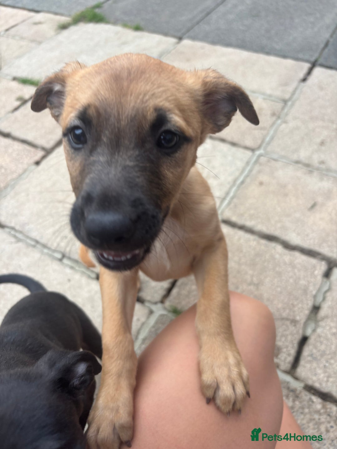 Lurcher dogs for sale: Last Dog! Male Lurcher Tan pup, last one to go!  - Image 5