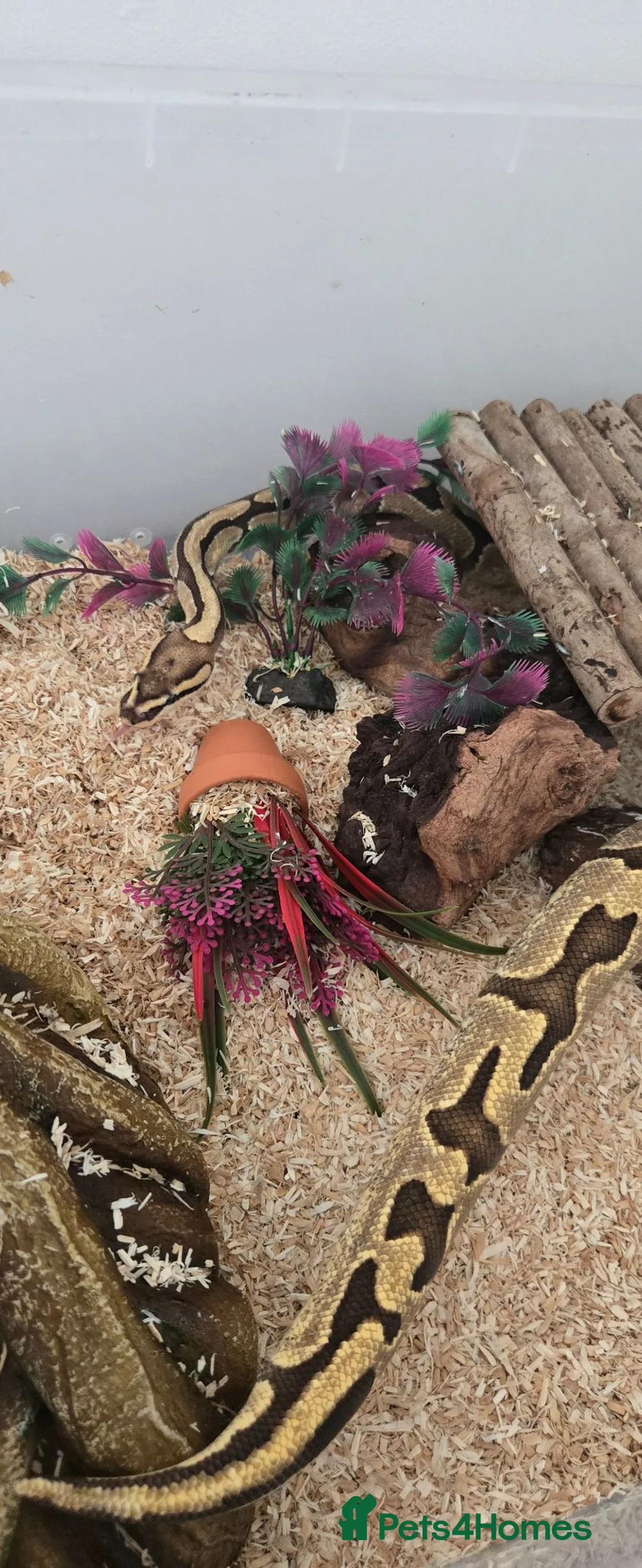 Python Snake reptiles for sale: Beautiful Ball Python - Advert 2