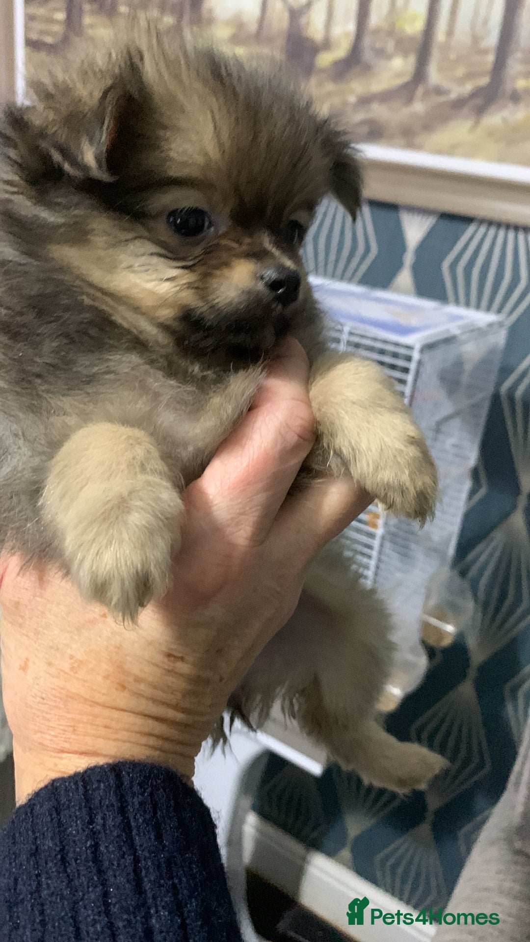 Pomchi dogs for sale: Pomchi girl - Advert 2