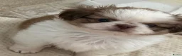 Shih Tzu dogs for sale: Imperial Shih Tzu puppies  - Advert 7