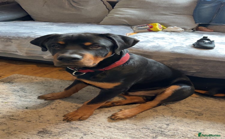 Rottweiler dogs Beautiful Rottweiler boy  - Advert 5