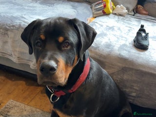 Rottweiler dogs Beautiful Rottweiler boy - Advert 3