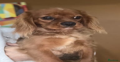 Cavalier King Charles Spaniel dogs - Advert 4