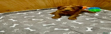 Cockapoo Puppy 4