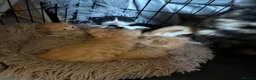 Mixed Breed cats for sale: 4 boys 1 girl - Advert 8