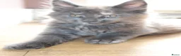 Maine Coon cats for sale: TICA Maine Coon Kittens 𝕽𝖊𝖆𝖉𝖞 𝖙𝖔 𝖑𝖊𝖆𝖛𝖊 - Advert 22