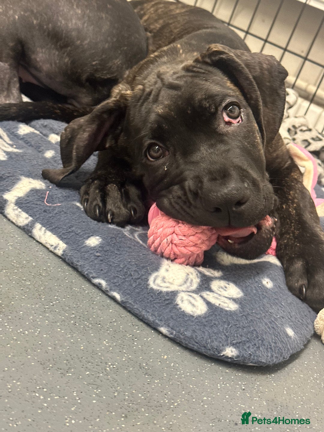 Cane Corso dogs for sale: CLOSING ADVERT ONCE REVIEWS ARE MADE - Advert 14