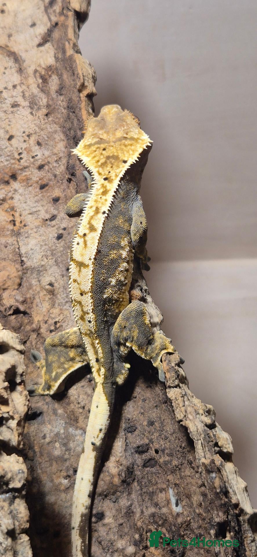 Gecko reptiles Crested Gecko - Advert 1
