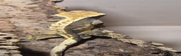 Gecko reptiles for sale: Crested Gecko - Advert 1