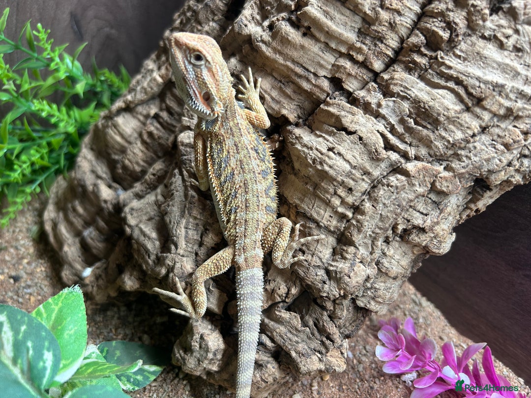 Bearded Dragon reptiles for sale: baby bearded dragons  - Image 6