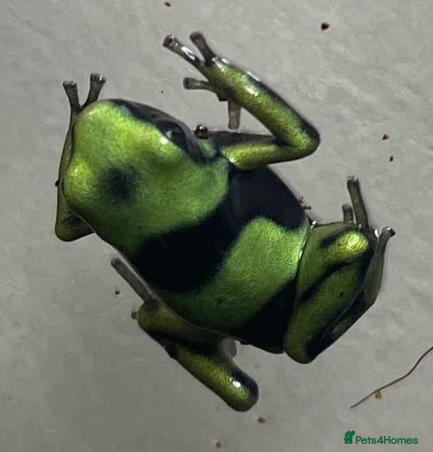 Frog reptiles Green and black dart frog multi deals - Advert 4