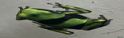 Frog reptiles for sale: Green and black dart frog multi deals - Advert 1