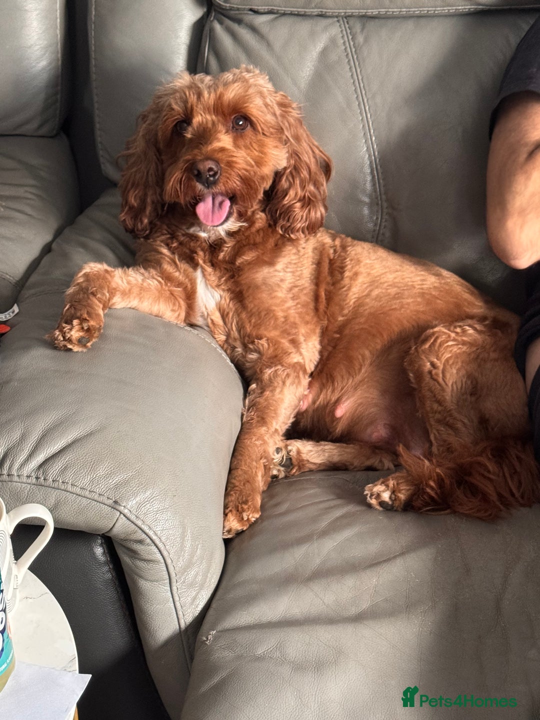 Cockapoo dogs for sale: Red Cockapoo girls F1b - Advert 2