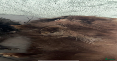 Pomeranian dogs - Advert 11