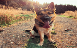 German Shepherd dogs for sale: German Shepherd for rehoming - Image 6