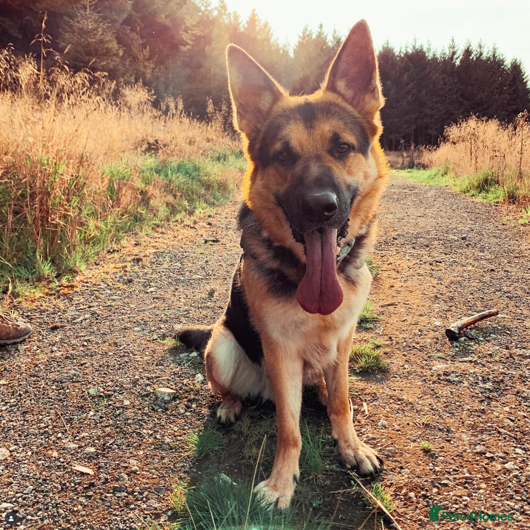 German Shepherd dogs for sale: German Shepherd for rehoming - Image 6
